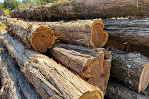 Stacked logs ready for milling while choosing the right sawmill blade for your mill and the wood type.
